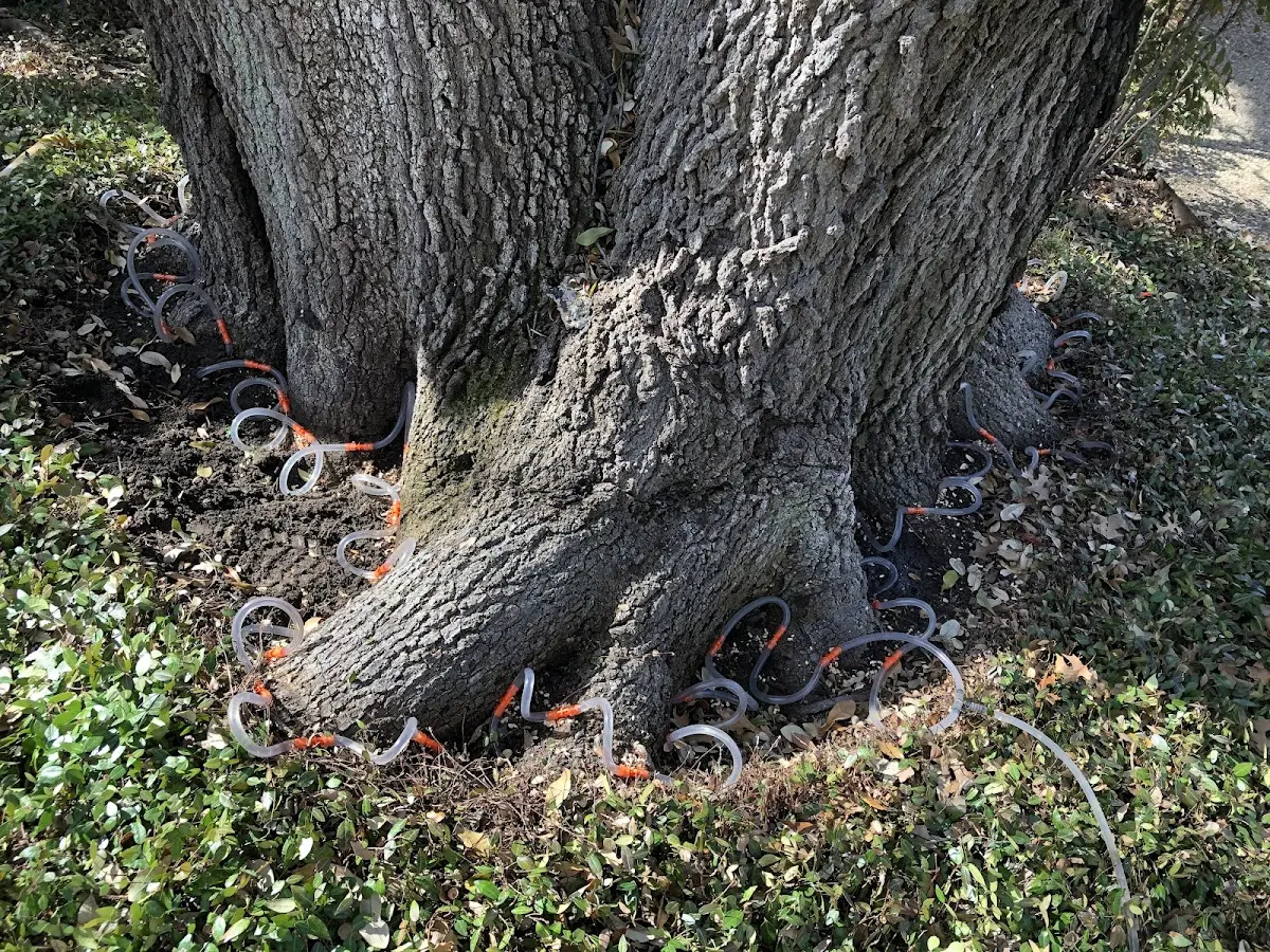 Detailed Tree Cabling and Bracing job site in Brushton