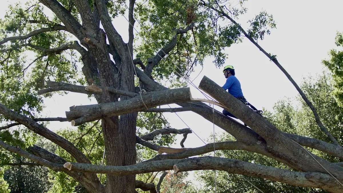 Professional Crown Thinning performed by certified arborists in Brushton